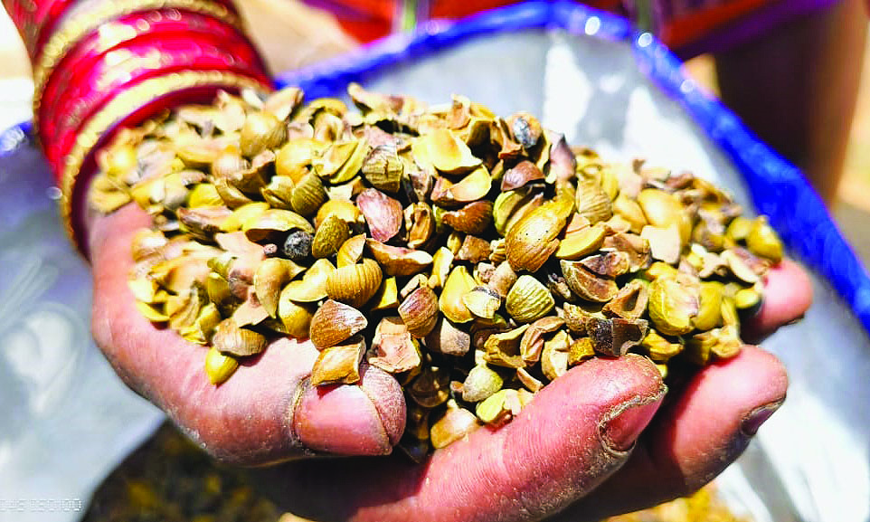 Women lead forest economy
