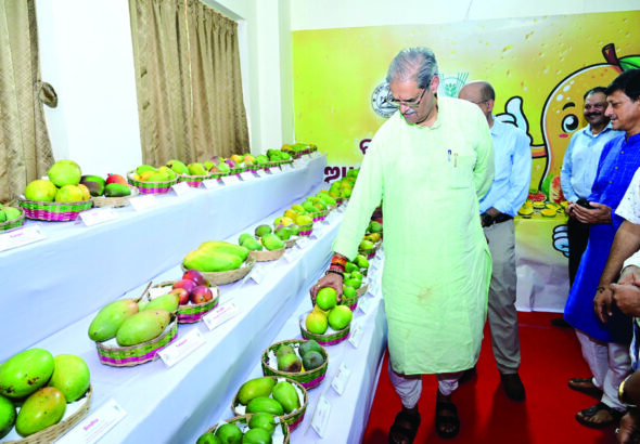 Mango Festival