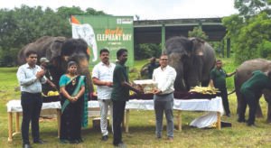 World Elephant Day observed