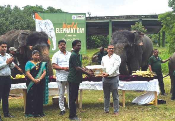World Elephant Day observed