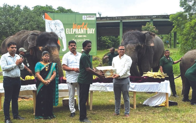 World Elephant Day observed